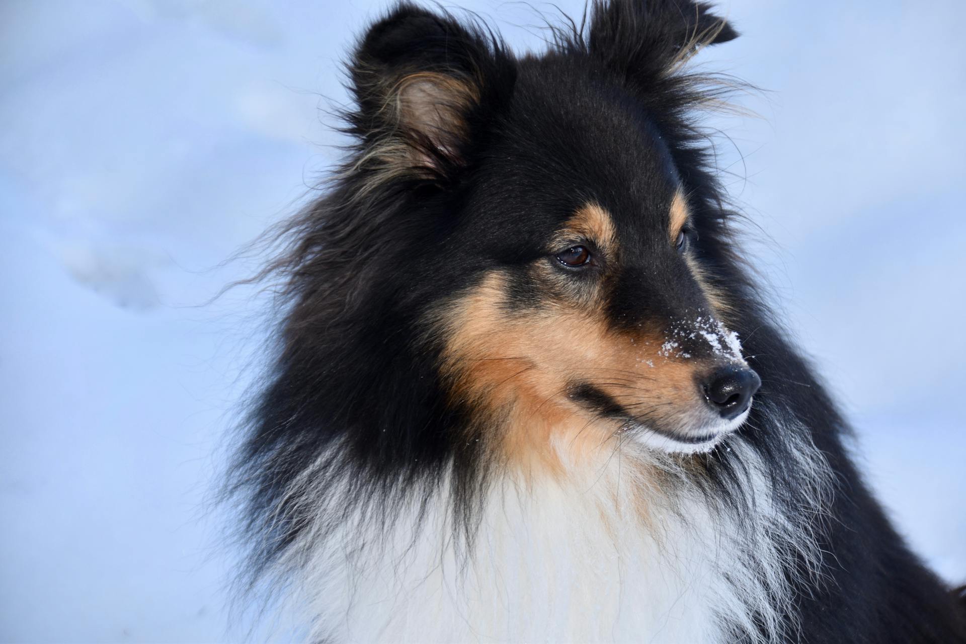 Shetlandsfårhund på vintern