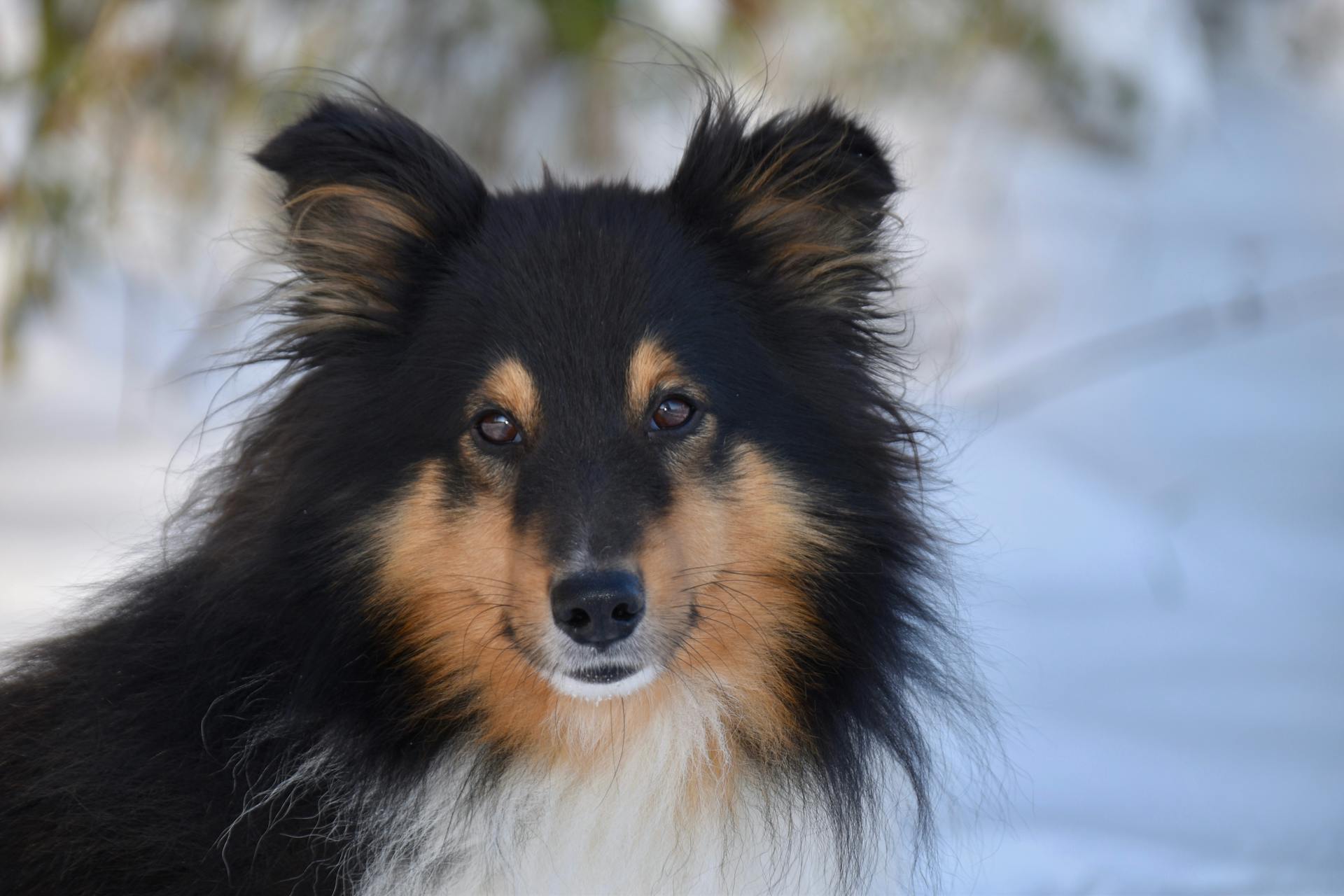 Shetlandsfårhund på nära håll på vintern