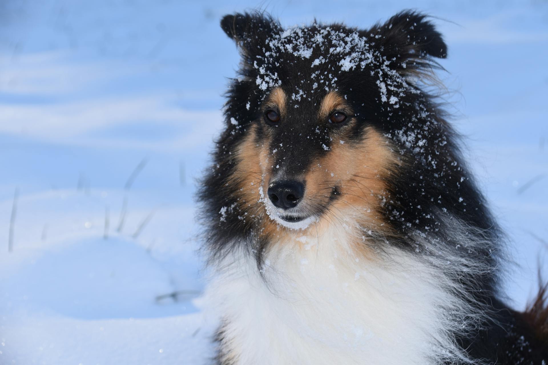 Shetland-schapenhond in de sneeuw