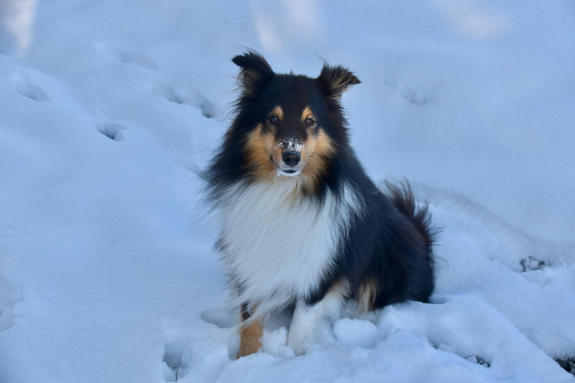 Sheetland Sheepdog Sitting Among Snow