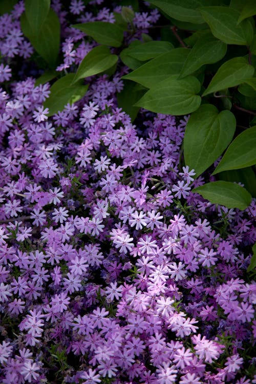 Kostnadsfri bild av blommor, lavendel, lila