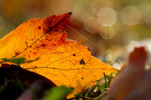 Free stock photo of autumn, bokeh, fall