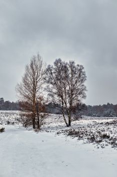 A serene snowy field with bare trees showcasing the beauty of winter.