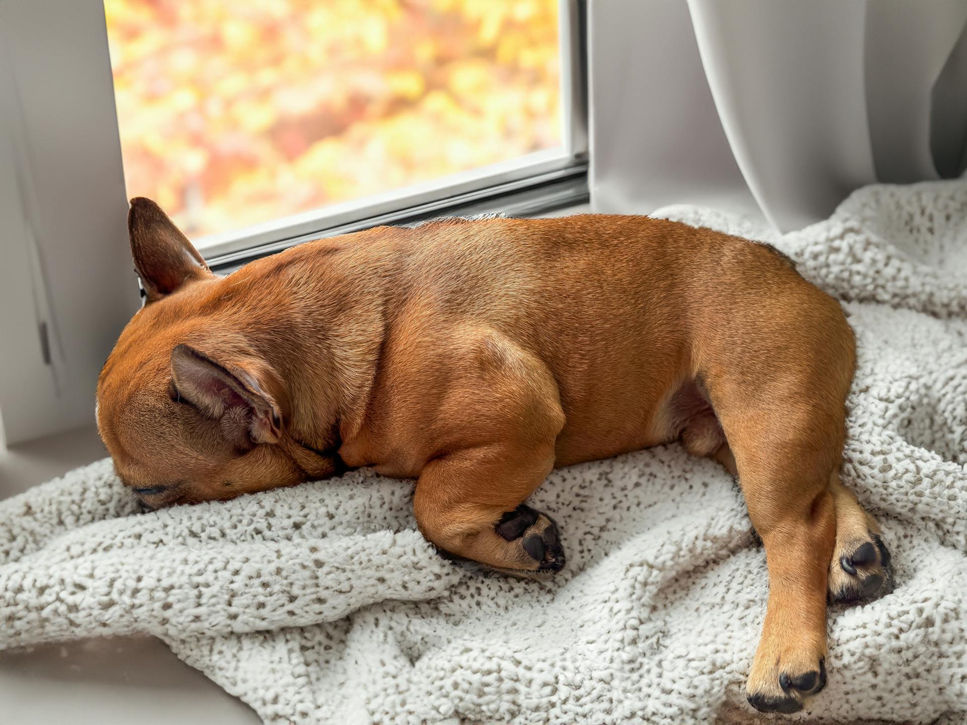 Brown French Bulldog Sleeping in a Window Sill