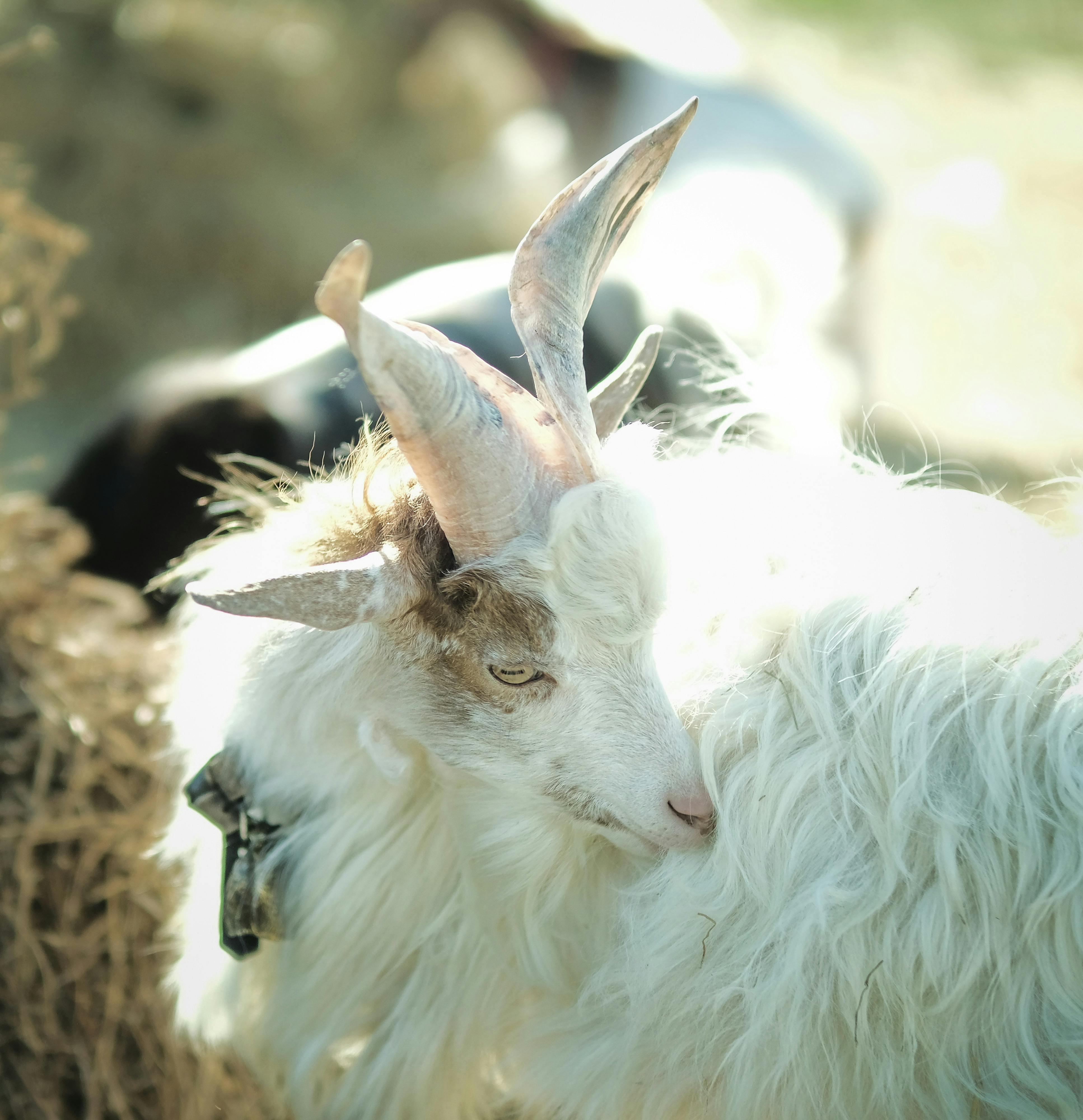 Gratuit Photos gratuites de agriculture, animal à cornes, animal de ferme Photos