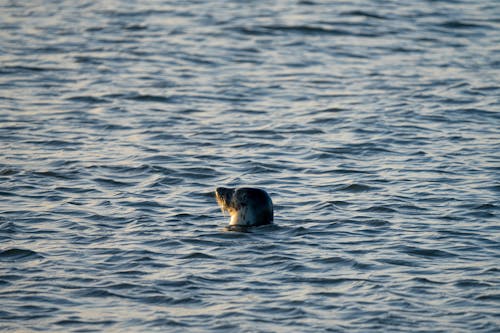 Seal Head in Sea