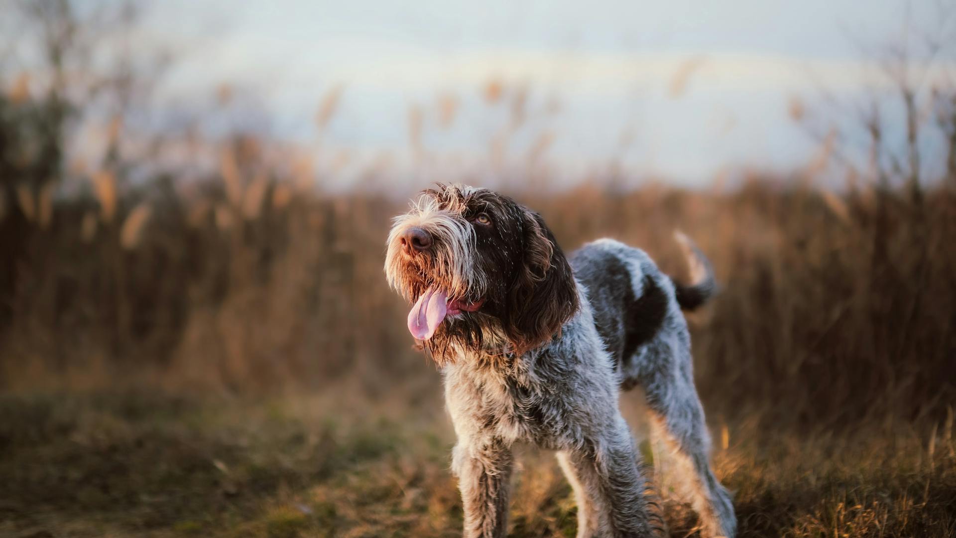 Close up of Dog