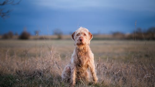 Dog Sitting on Grassland