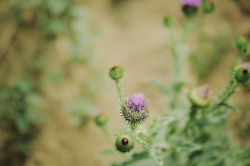 Milk Thistle in Close-up View