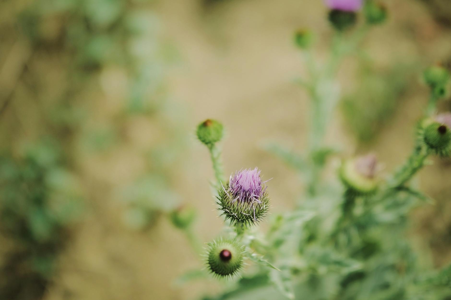 A close up of a thistle flower