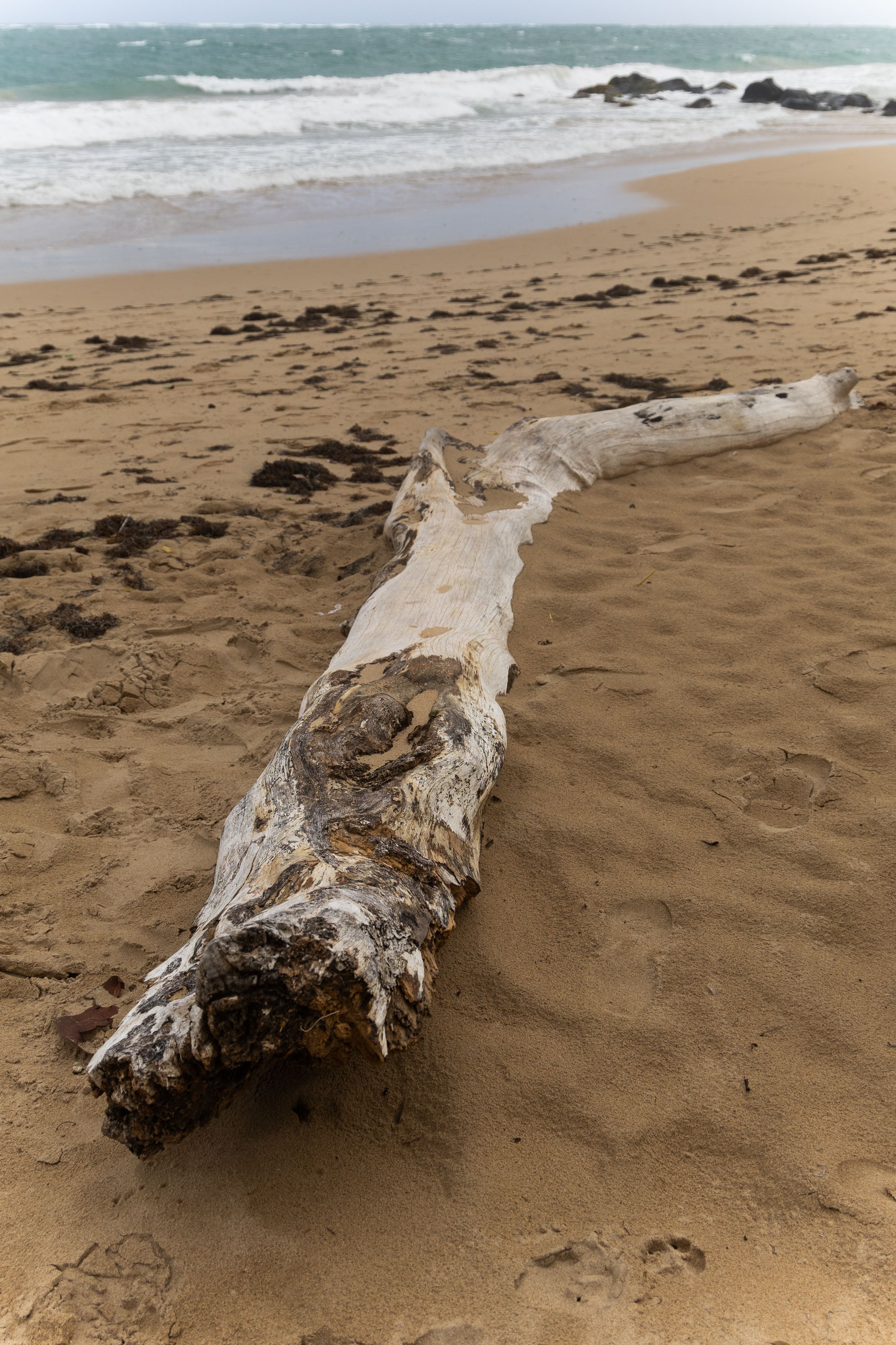 Withered Tree Trunk on Beach · Free Stock Photo