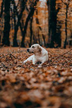 Golden Retriever lying on fallen leaves in an autumn forest in Azerbaijan.