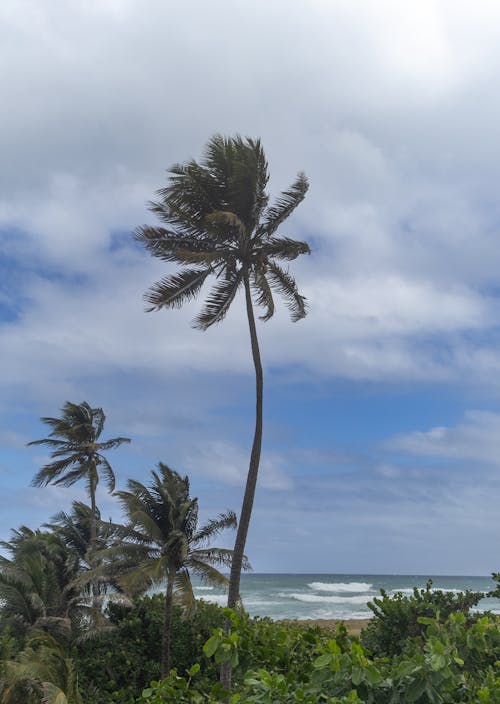Tall Palm Tree on Ocean Shore