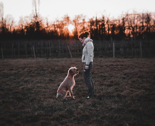 Foto profissional grátis de amizade, animal de estimação, cachorro