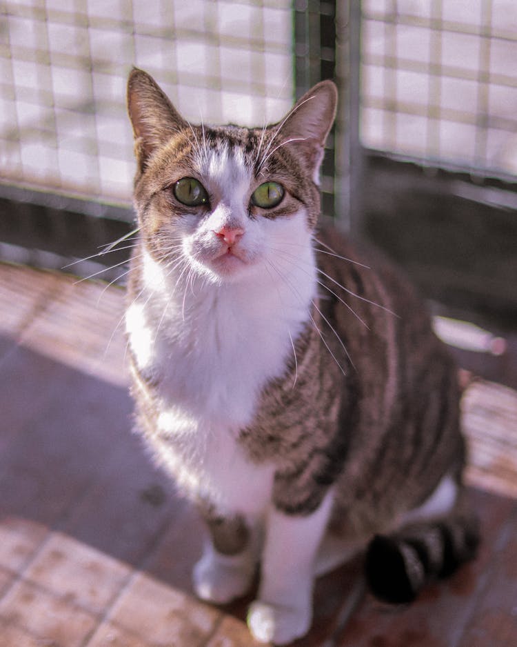 Portrait Of Cute Cat