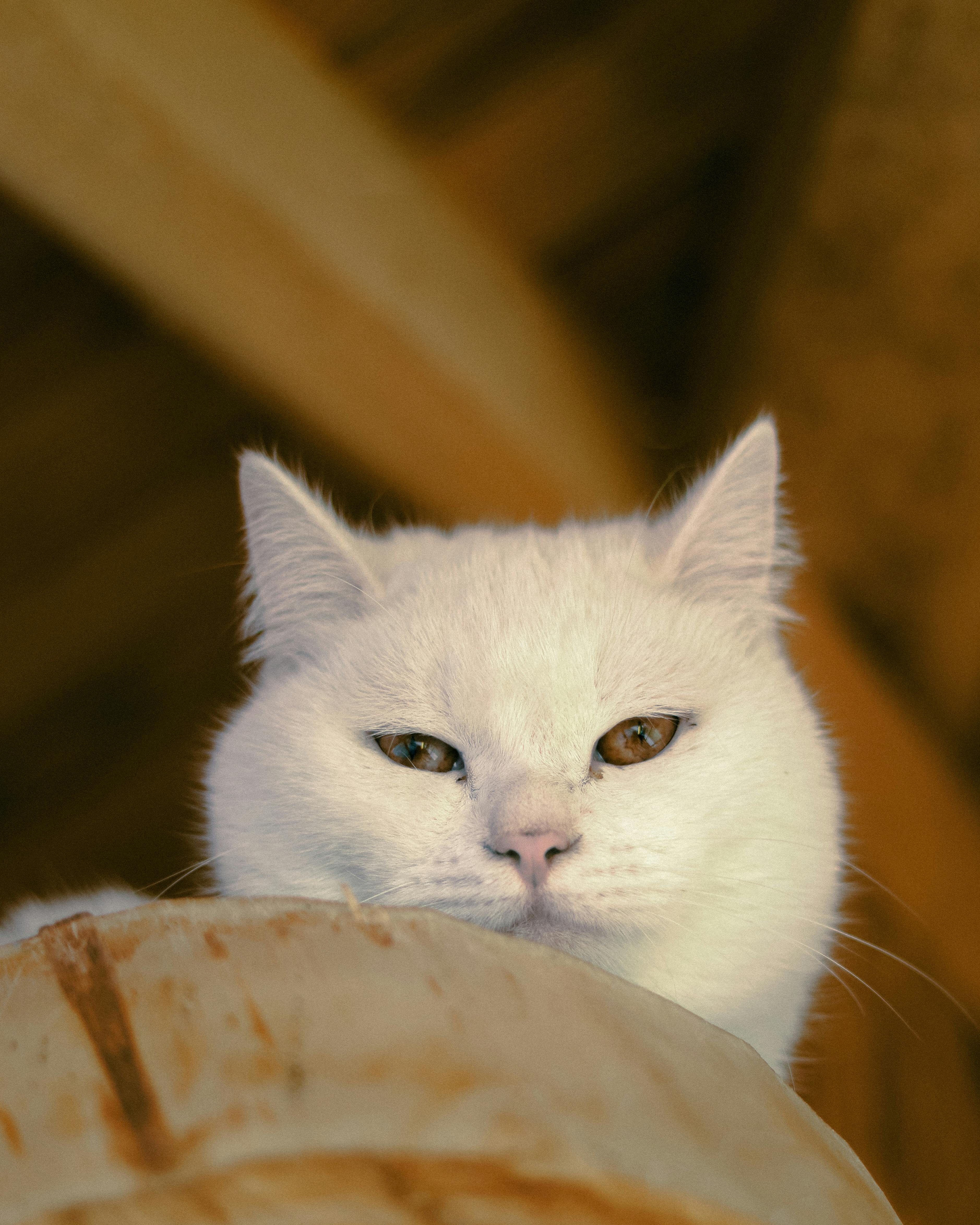 How Much Do Hamsters Cost? Whisker Depot