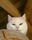white cat