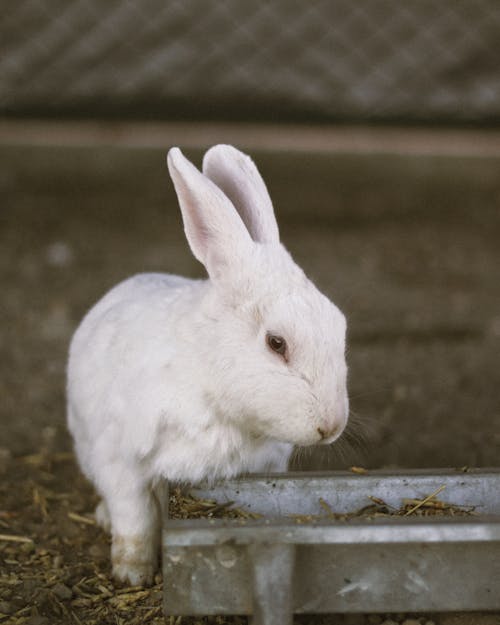 Close-up of a White Rabbit 