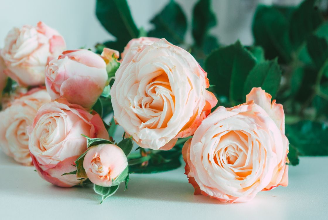 Fine Rose Close-up of Rose Flowers · Free Stock Photo
