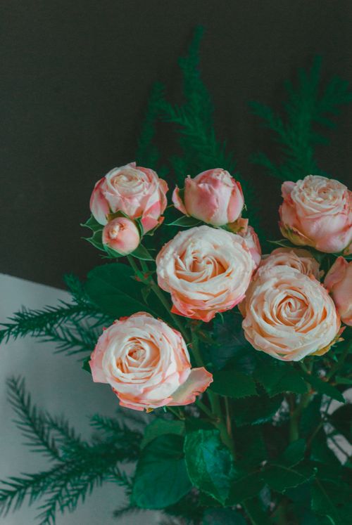 Free A beautiful arrangement of pink roses with lush greenery, perfect for decoration. Stock Photo