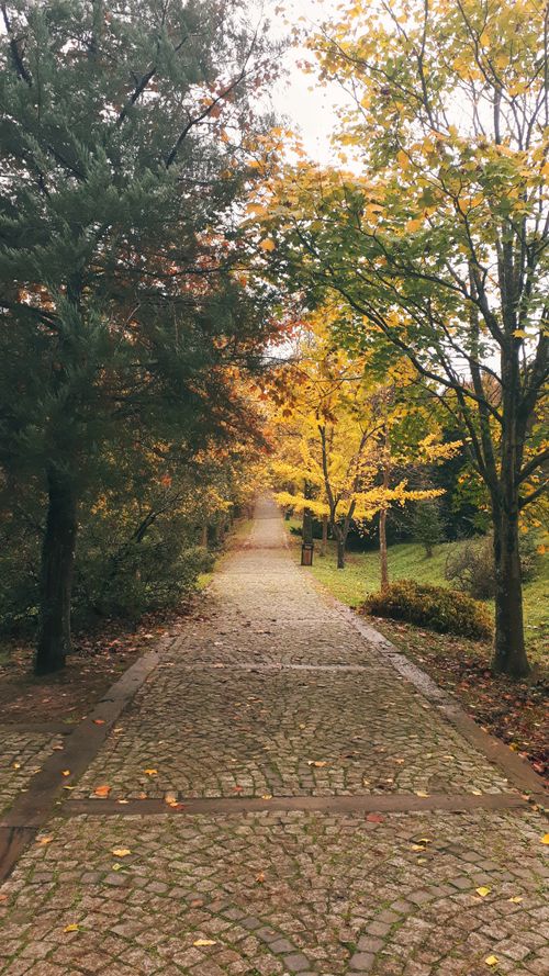 Free stock photo of green, istanbul, nature Stock Photo