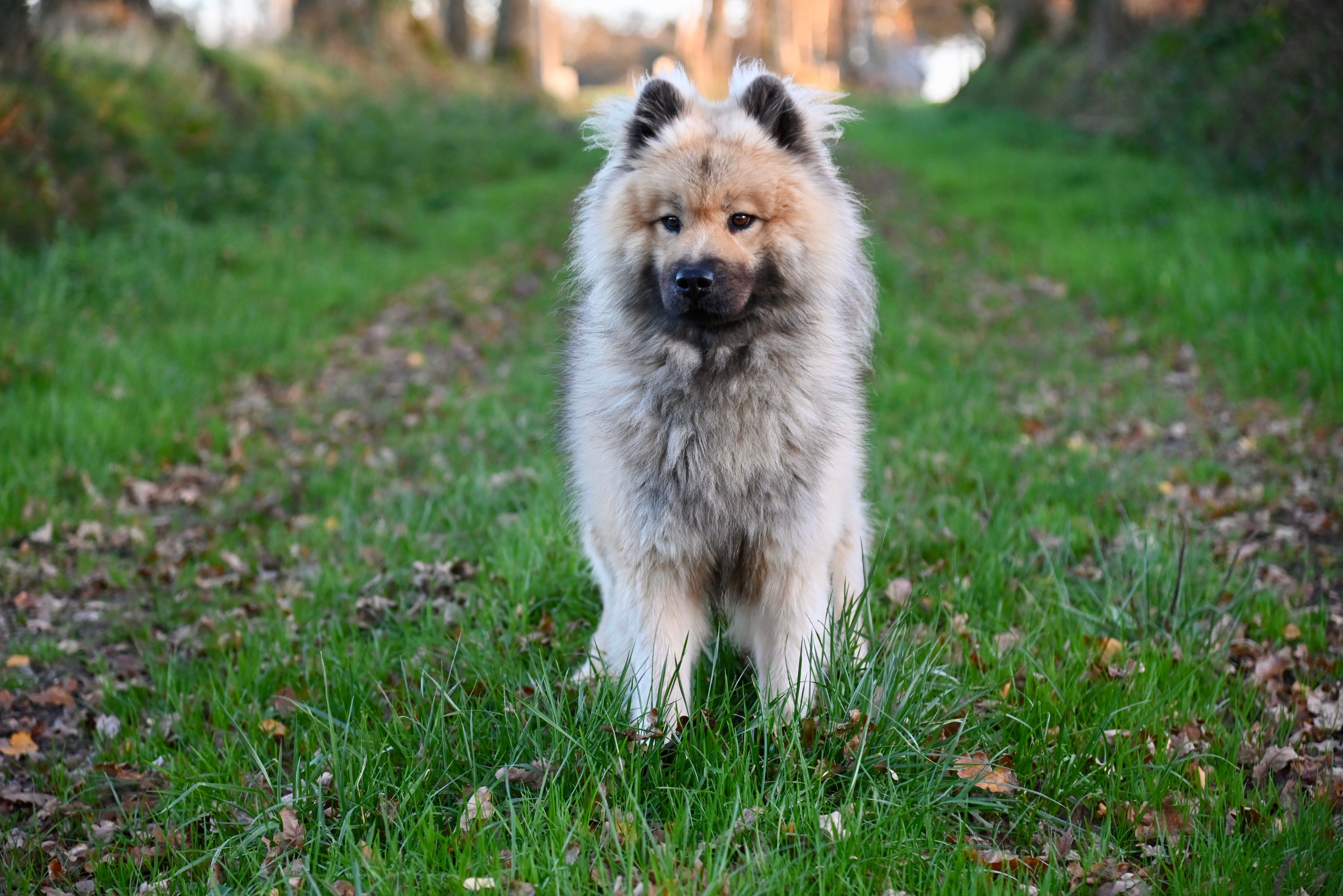 Chien en promenade dans la nature — protection antiparasitaire essentielle