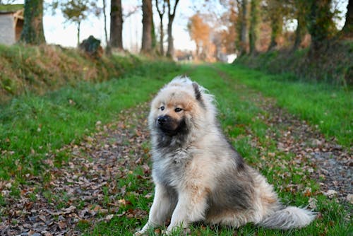 eurasier, 乡村小路, 動物攝影 的 免费素材图片