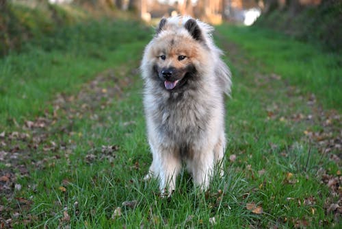 Gratis arkivbilde med dyrefotografering, eurasier, hund