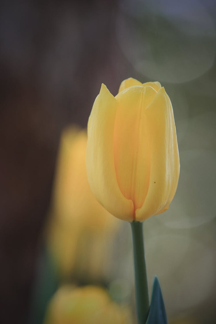 Yellow Tulip In A Garden