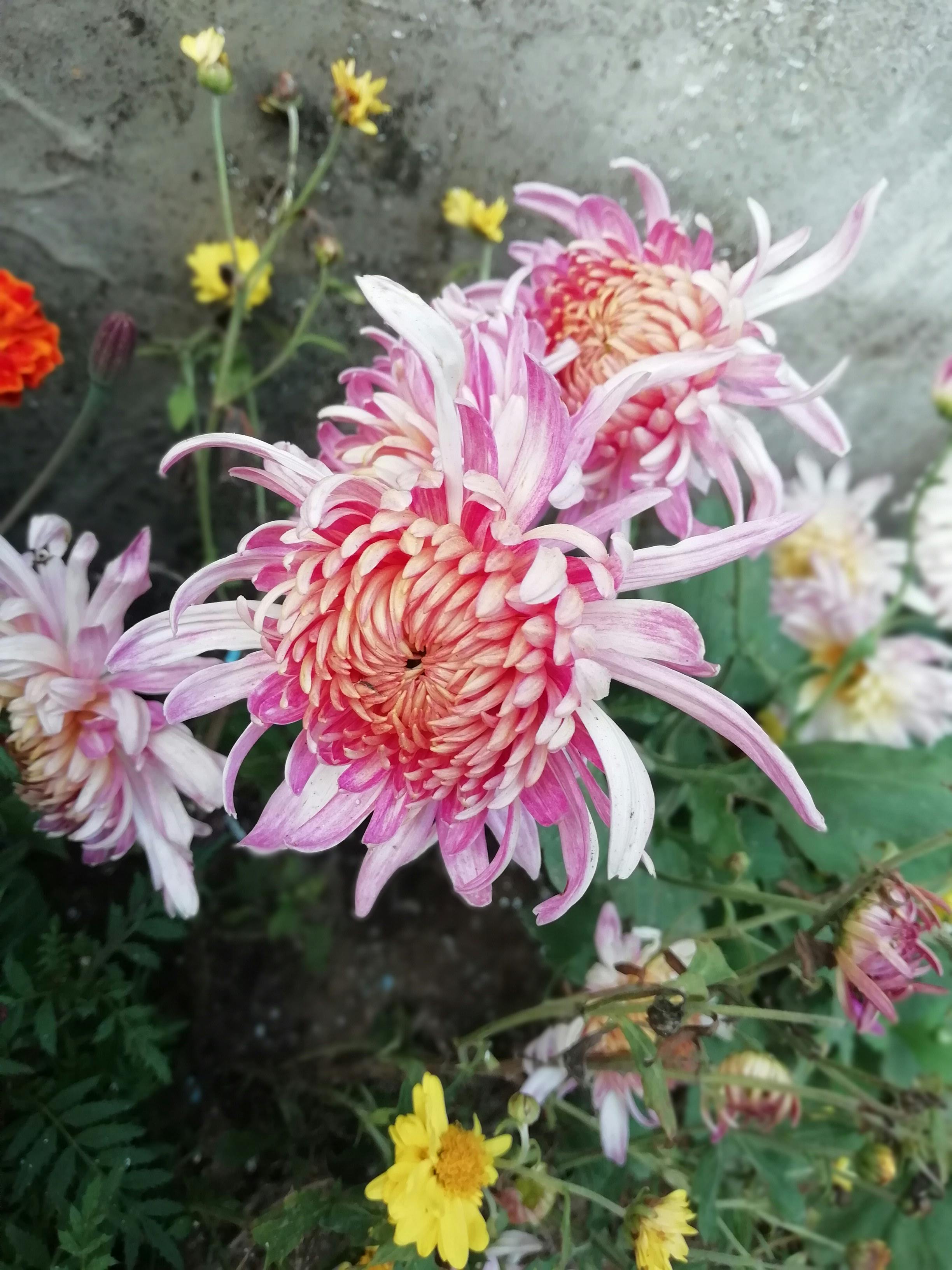 Free stock photo of beautiful flower, natural beauty