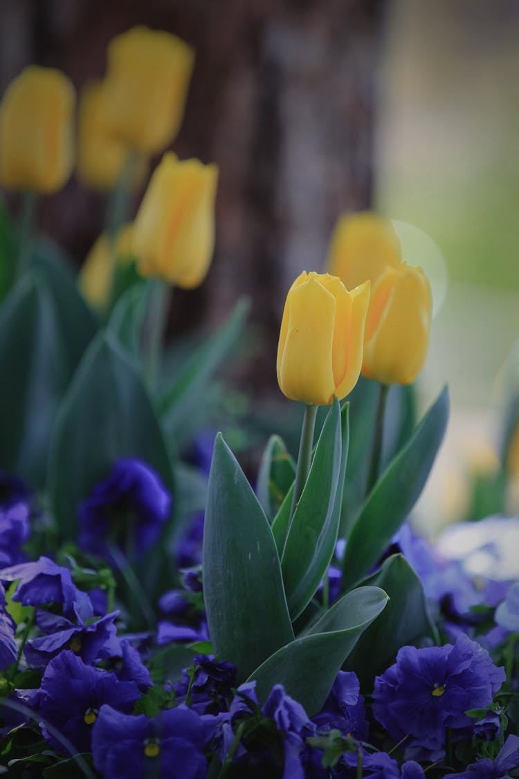 Yellow Tulips In A Garden