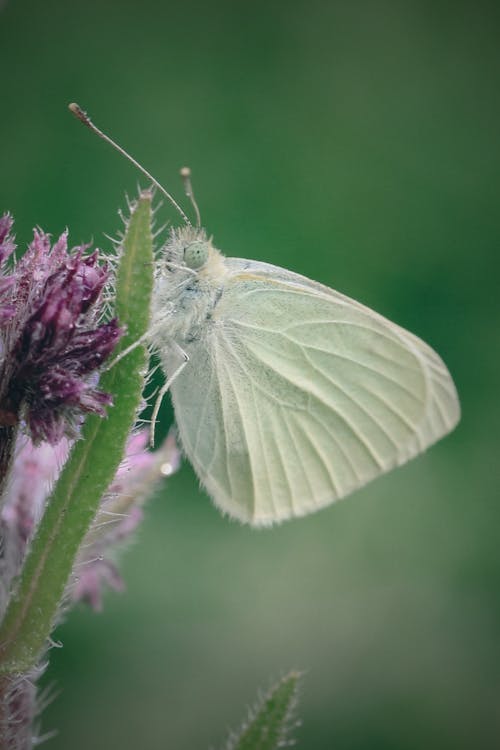 Foto profissional grátis de asas brancas, borboleta, delicado