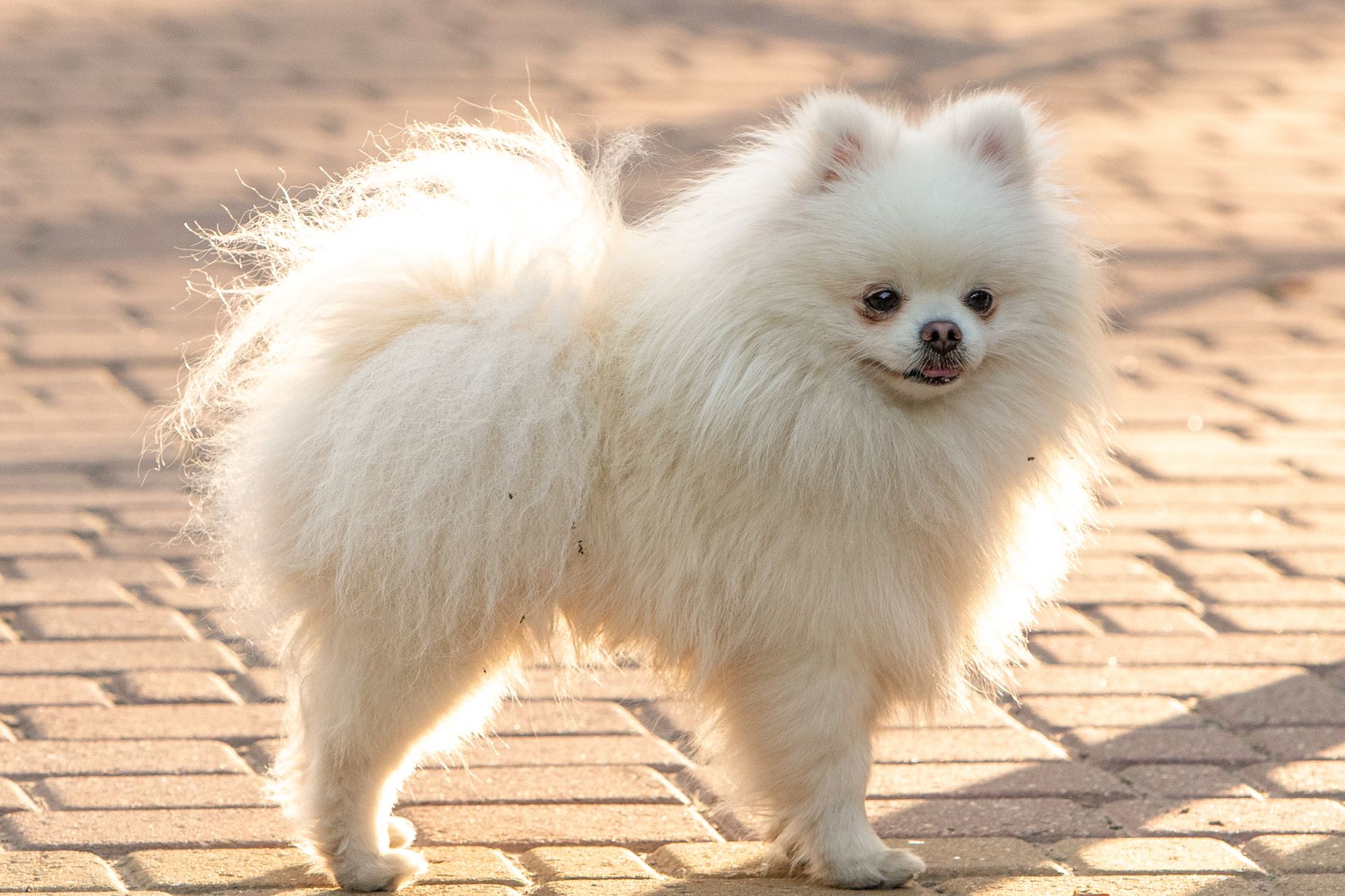 Adorable white Pomeranian dog standing on sunlit pavement, showcasing its fluffy fur.