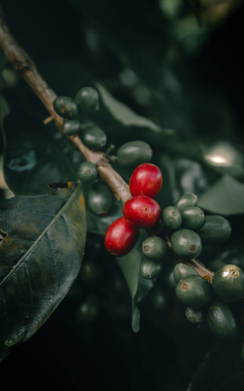 Close-up of a Branch of Coffee Plant with Beans 