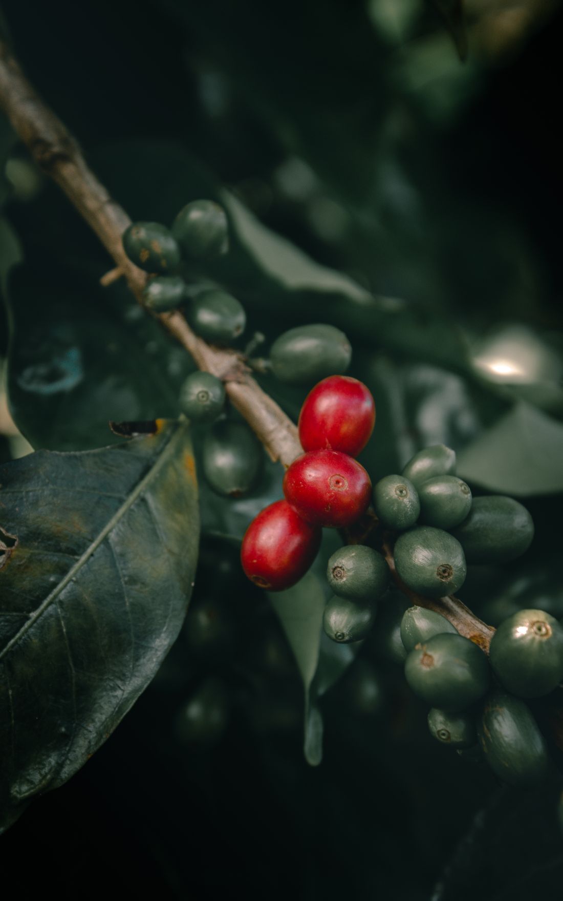 Ripe red coffee cherries on the branch