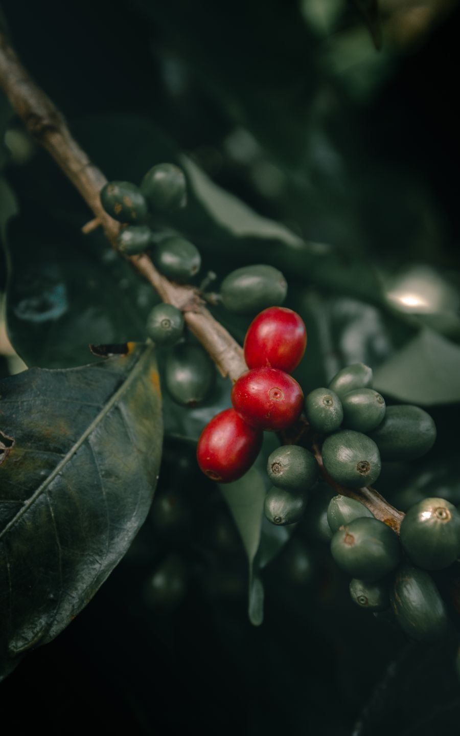 Ripe red coffee cherries on the branch