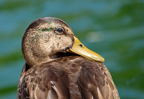 Close-up of a Mallard Duck 