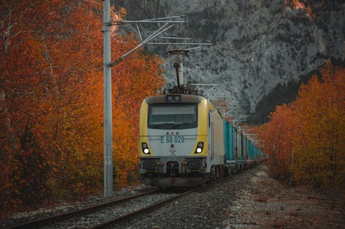 Безкоштовне стокове фото на тему «дерева, золотий, колії»