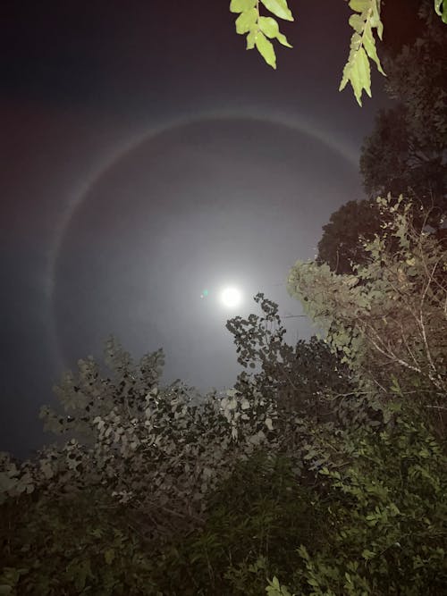 Darmowe zdjęcie z galerii z aureola, drzewa, fotografia księżycowa