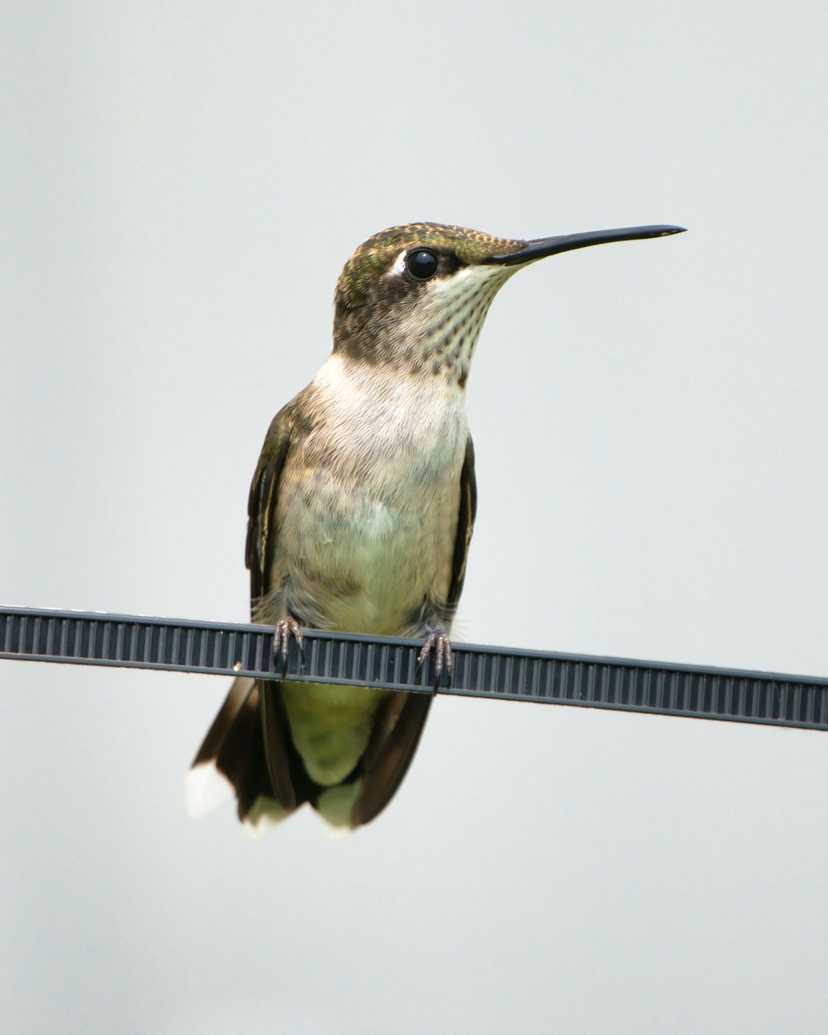 Close-up of a Hummingbird Perching on a Line · Free Stock Photo
