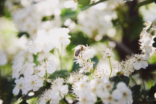 Безкоштовне стокове фото на тему «Бджола, білі квіти, впритул» стокове фото