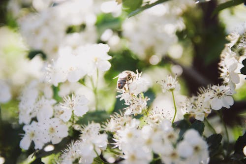 Free Close-up of a Bee Sitting on a White Flower Stock Photo