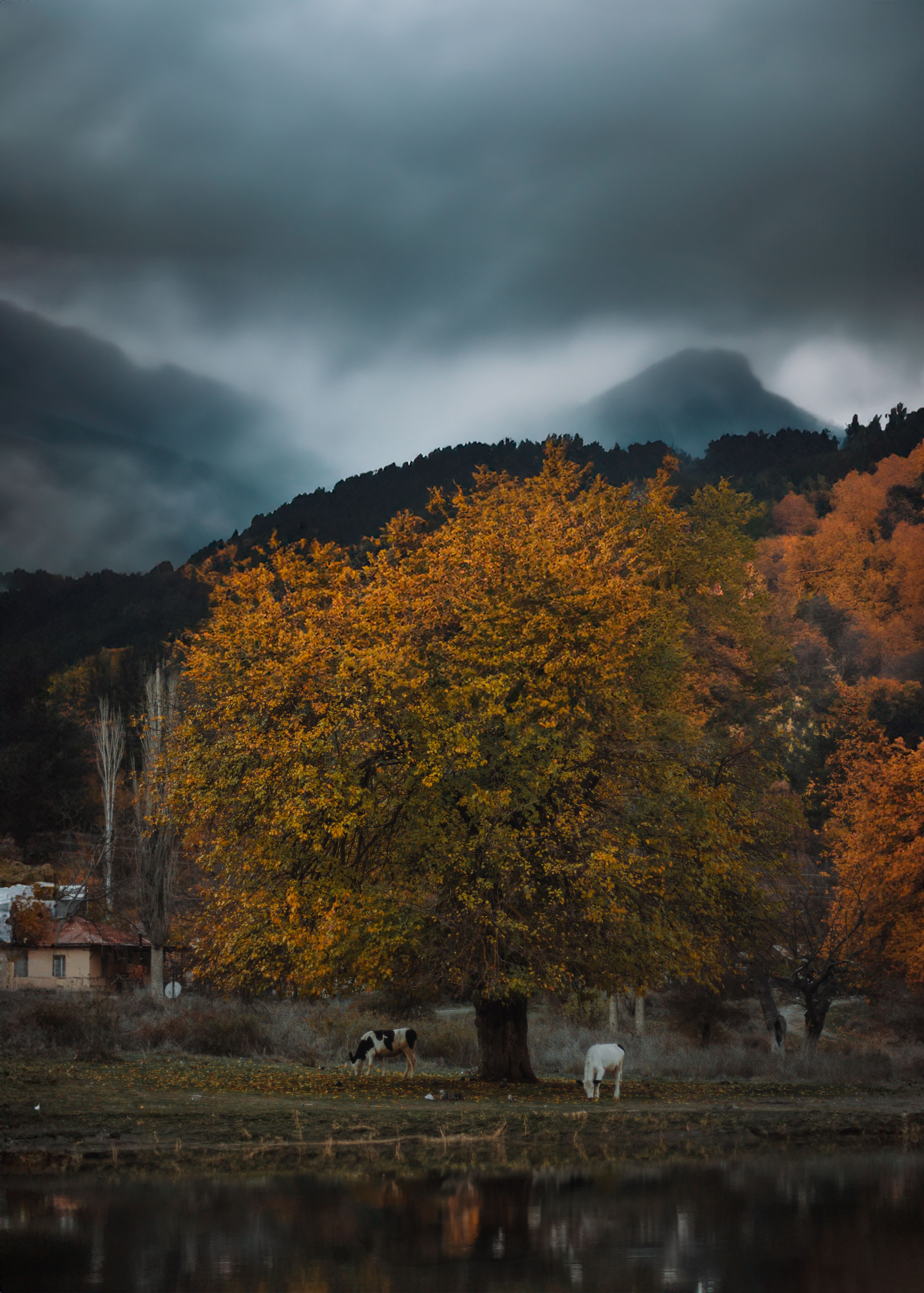 Cows by Trees in Autumn · Free Stock Photo