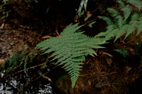 Close-up of Fern in the Forest