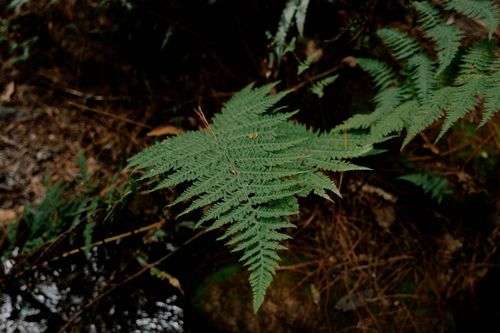 Free Detailed close-up of green fern leaves in a lush forest environment. Stock Photo