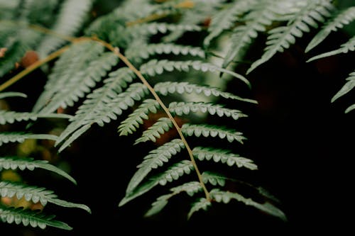 Close-up of Green Fern Leaves 
