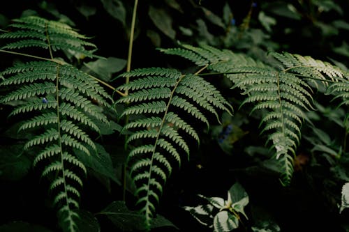 Fern Leaves in a Tropical Forest
