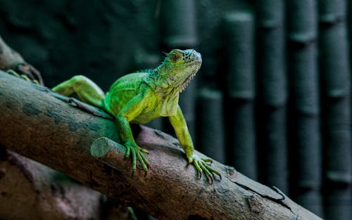 Green Iguana on Branch