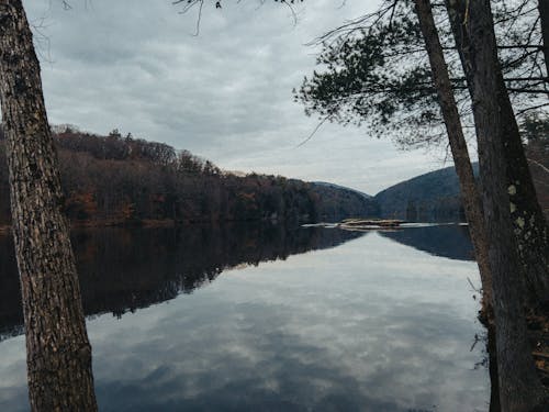 Lake in Forest