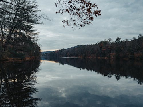 River in Forest